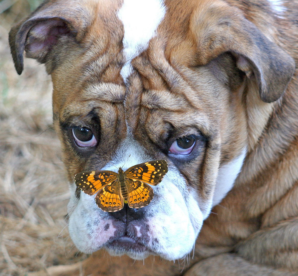 1024x948, 358 Kb / бабочка, собака