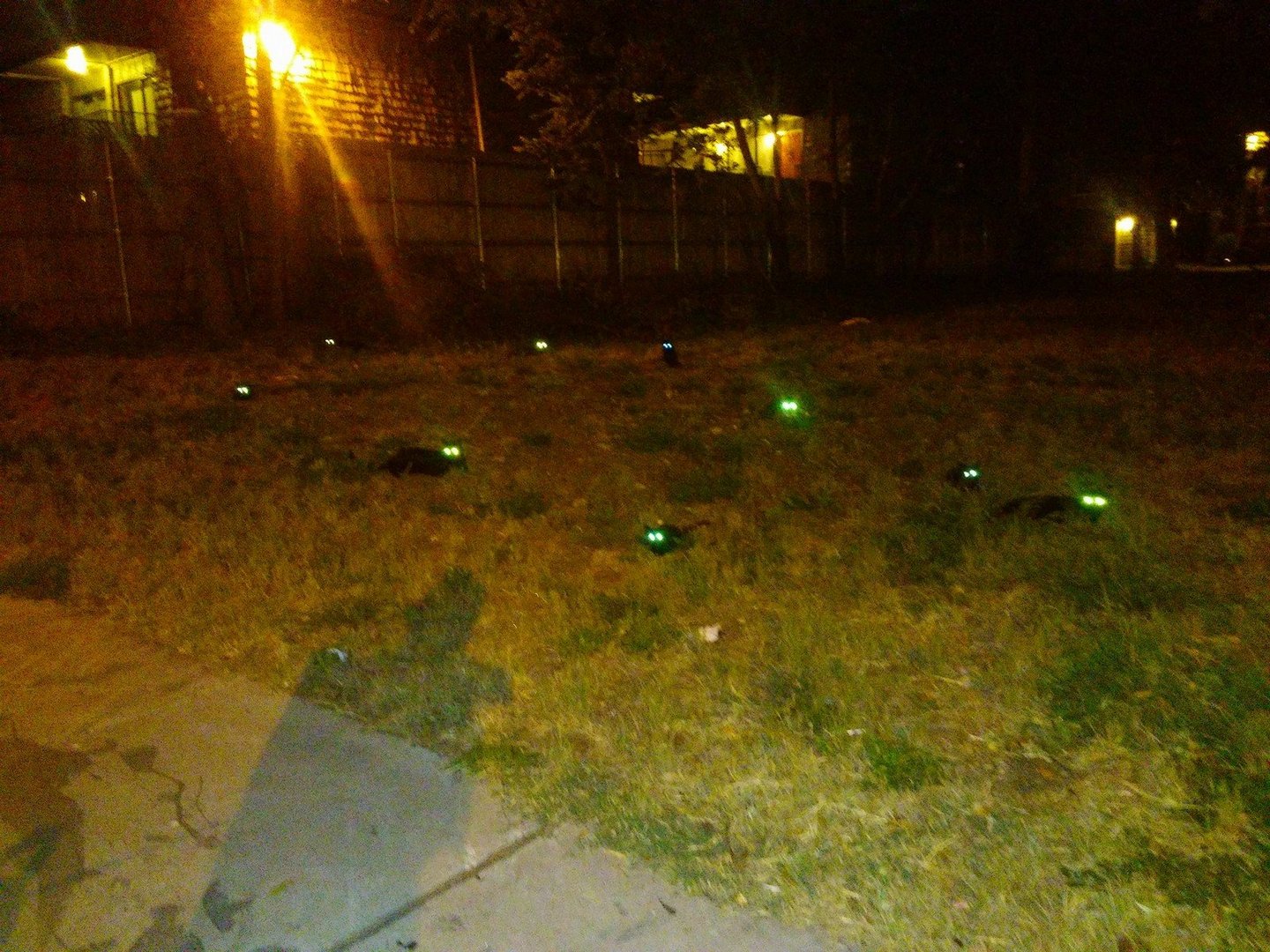 1440x1080, 372 Kb / коты,вторжение,ночь,глаза