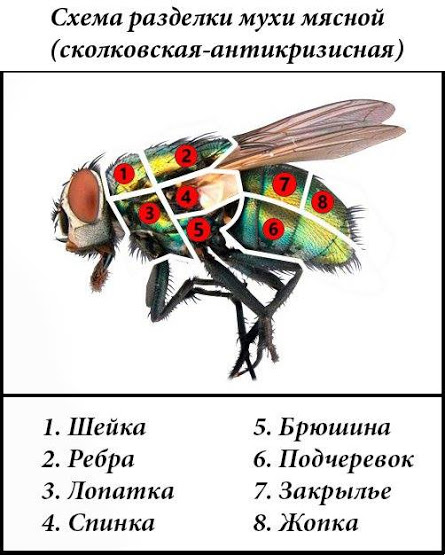 445x555, 69 Kb / муха, разделка, сколково, политота