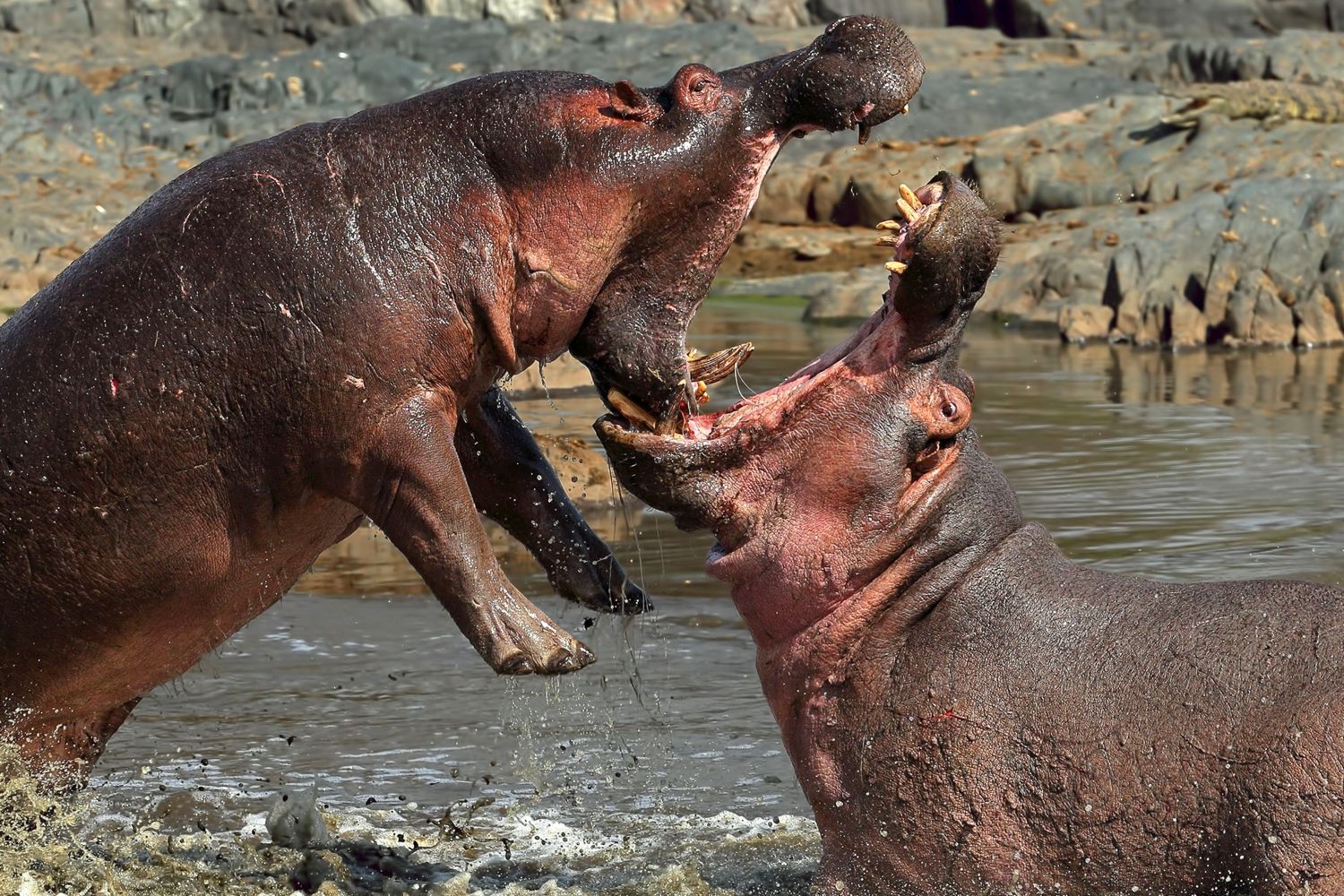 1500x1000, 399 Kb / гипопотам, поцелуй