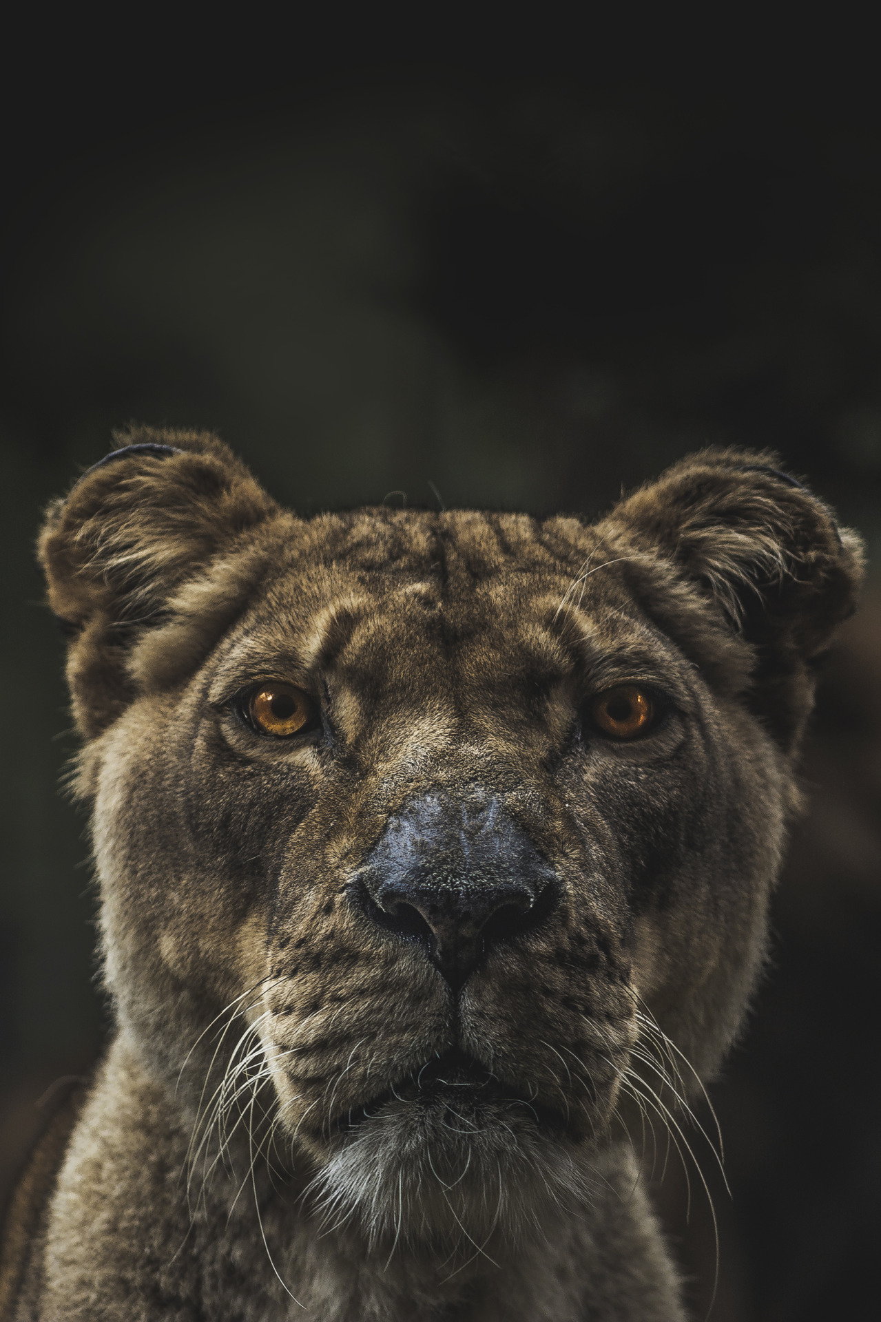 1279x1920, 395 Kb / львица, морда