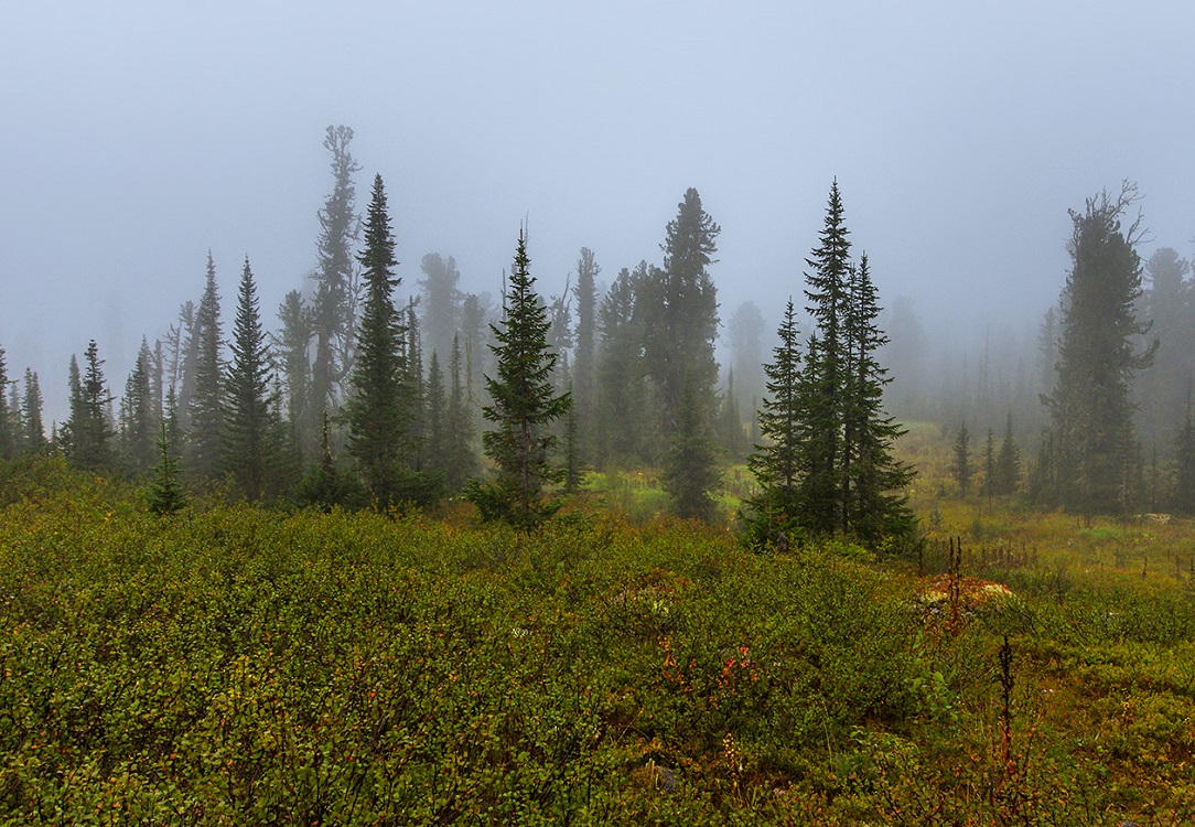 1084x750, 396 Kb / ели, туман, кустарник