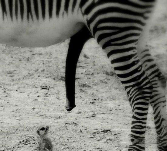 550x497, 57 Kb / сурикат, зебра, член, взгляд, ч/б