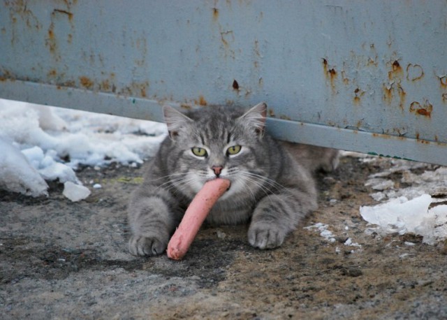 640x458, 75 Kb / котэ, сосисон