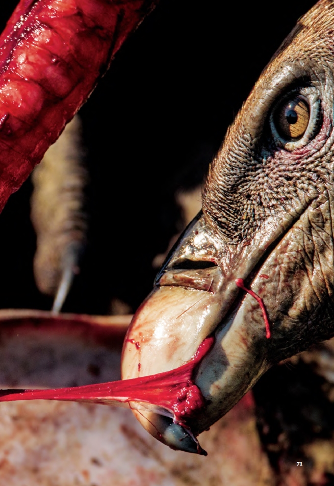 655x953, 388 Kb / клюв, глаз