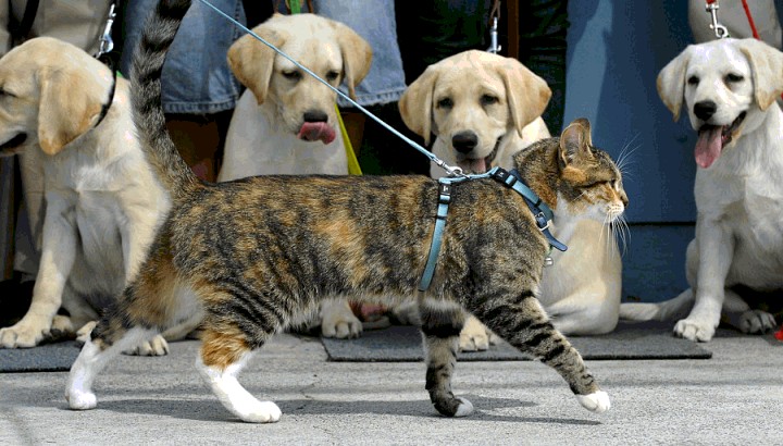 720x410, 105 Kb / прогулка, кот, поводок