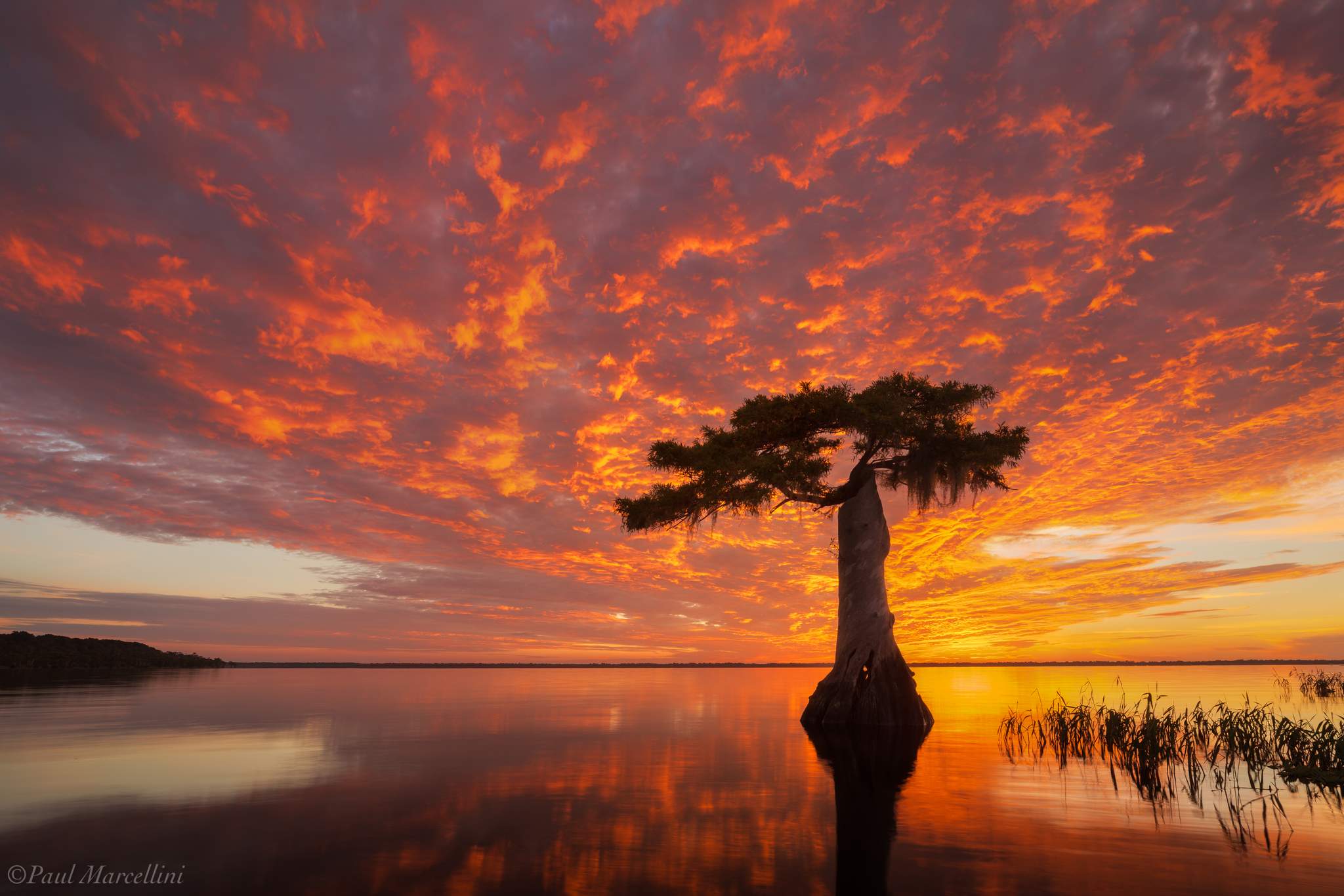 2048x1366, 219 Kb / закат, вода, баобаб, дерево