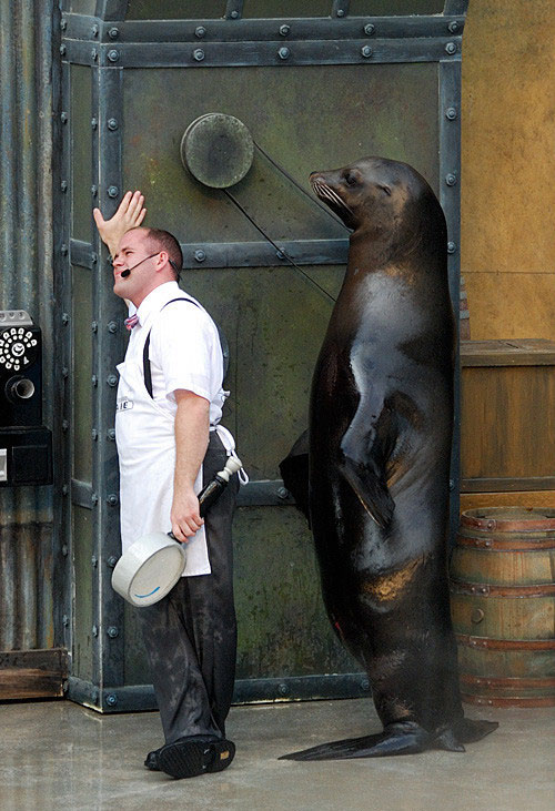 500x731, 103 Kb / тюлень