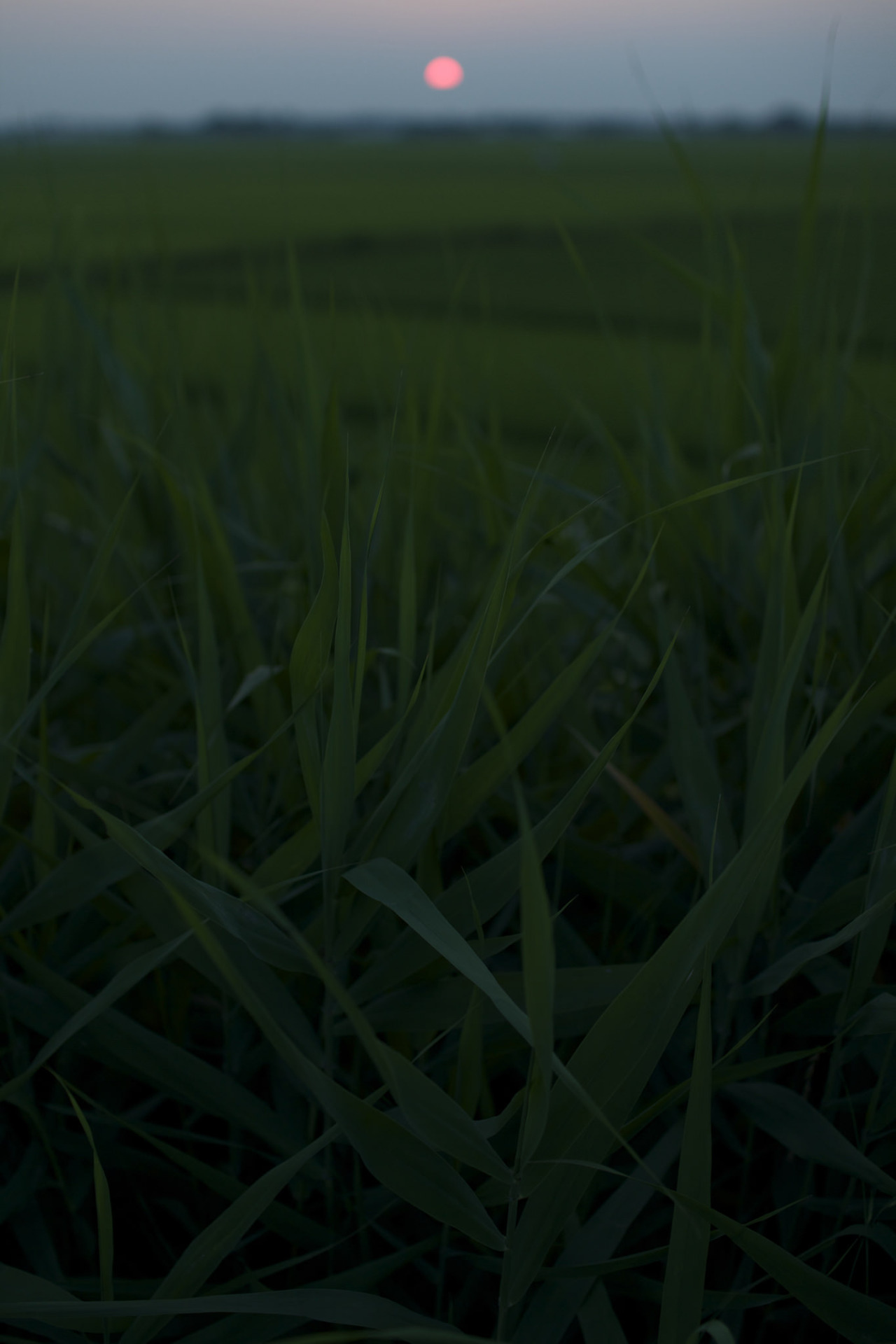 1280x1920, 244 Kb / солнце, трава