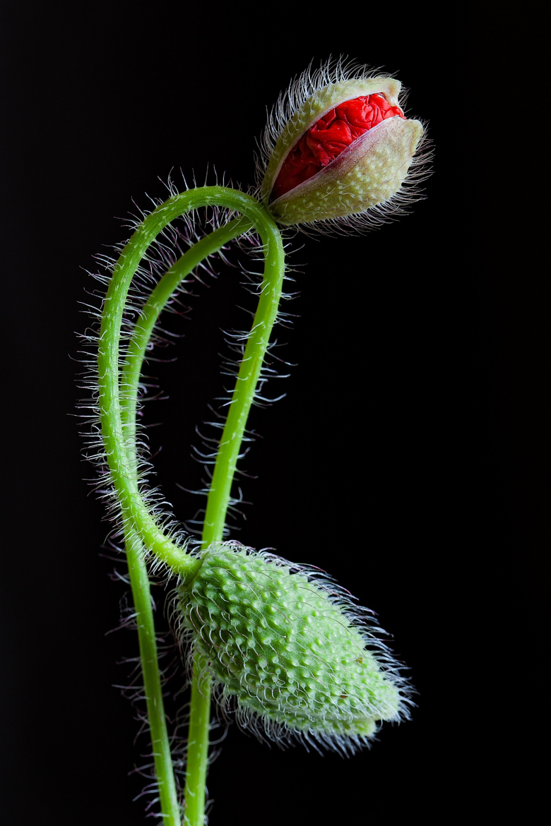 780x1170, 363 Kb / цветок, бутон