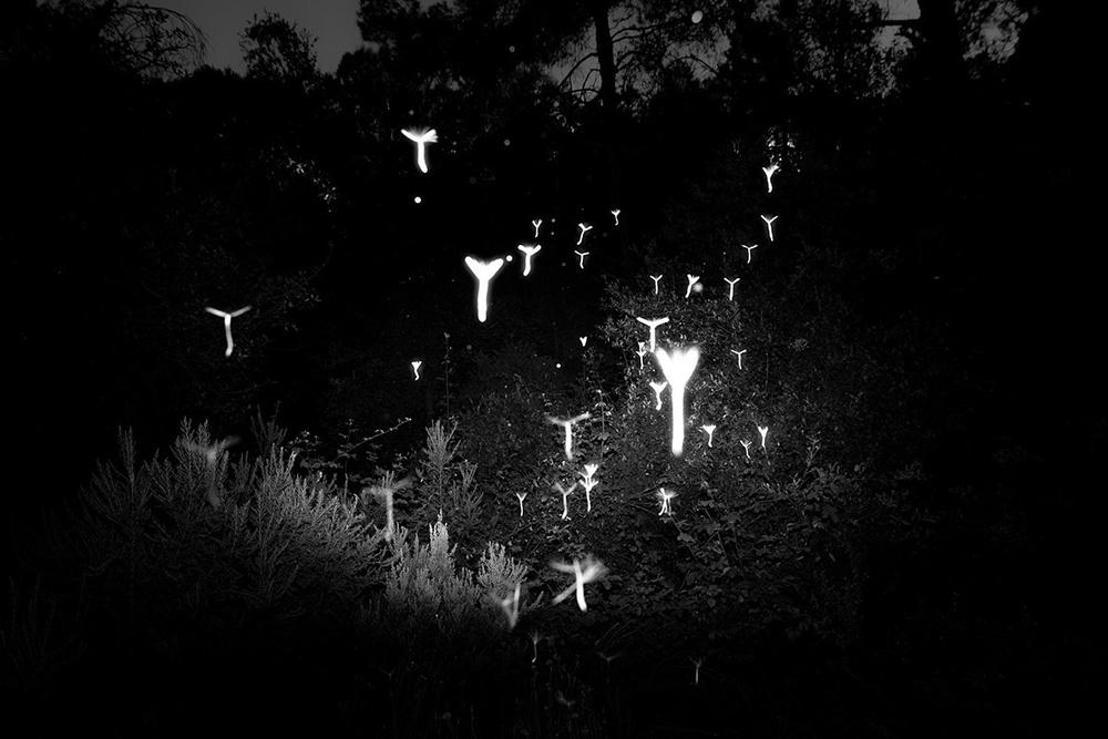 1000x667, 167 Kb / светлячки, ночь, ч/б