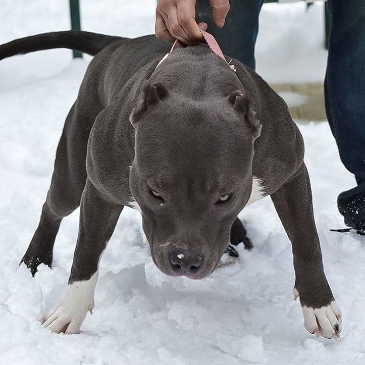 723x723, 78 Kb / собака, снег, взгляд, питбуль