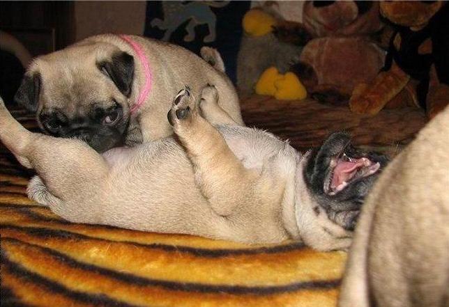 644x441, 48 Kb / собаки, орал