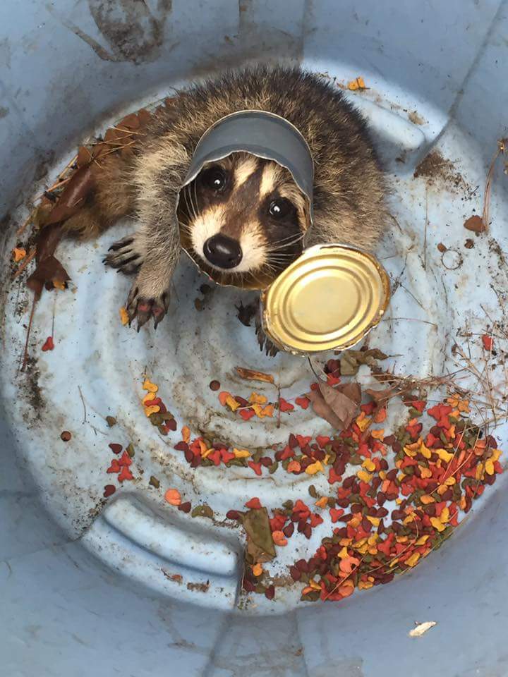 720x960, 90 Kb / енот, банка