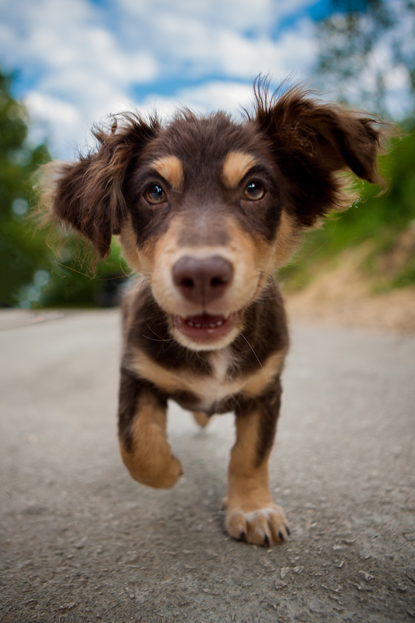 600x900, 184 Kb / собака, щенок