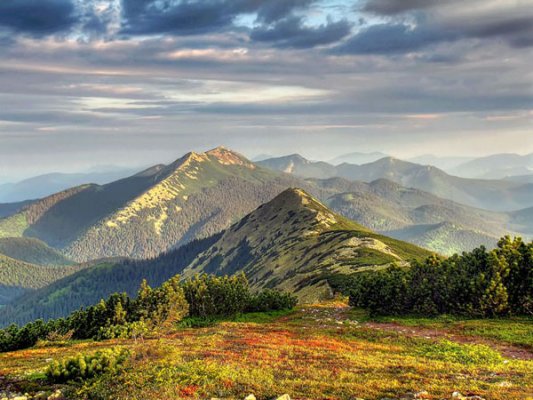 533x400, 56 Kb / пан пупец', горы, карпаты, деревья