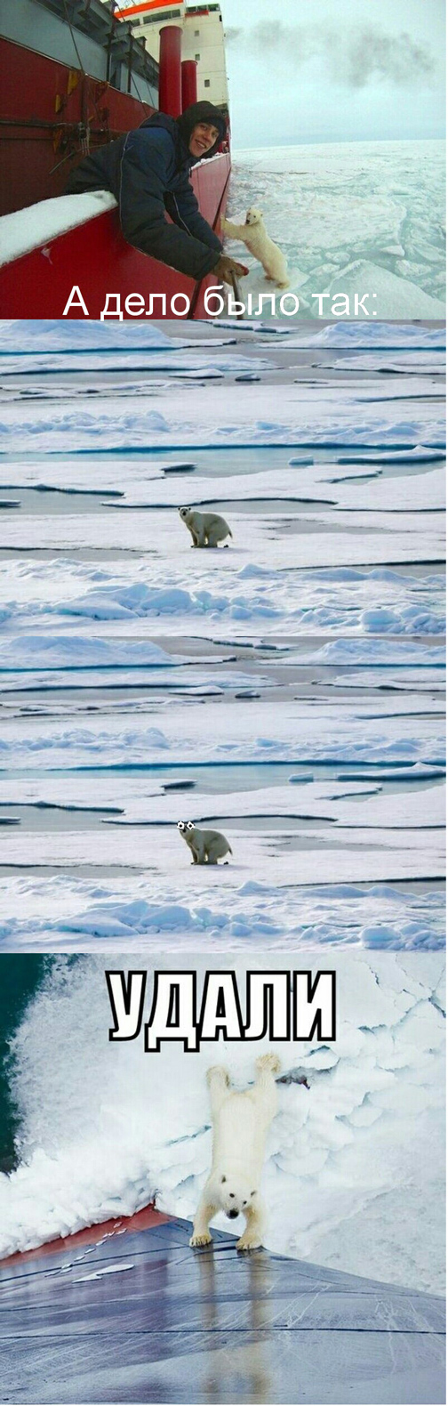 504x1580, 381 Kb / медведь, ледокол, селфи