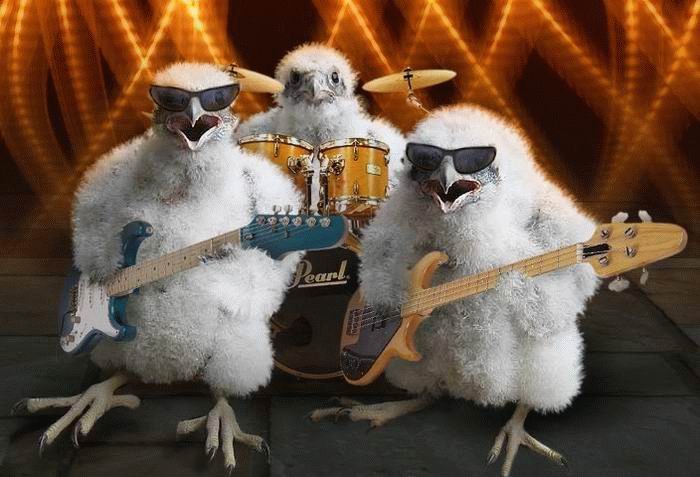 700x477, 55 Kb / рок, птенцы, группа