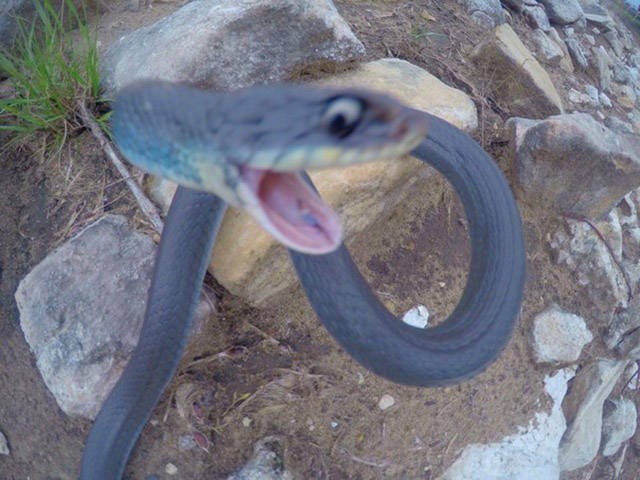 640x480, 64 Kb / змея