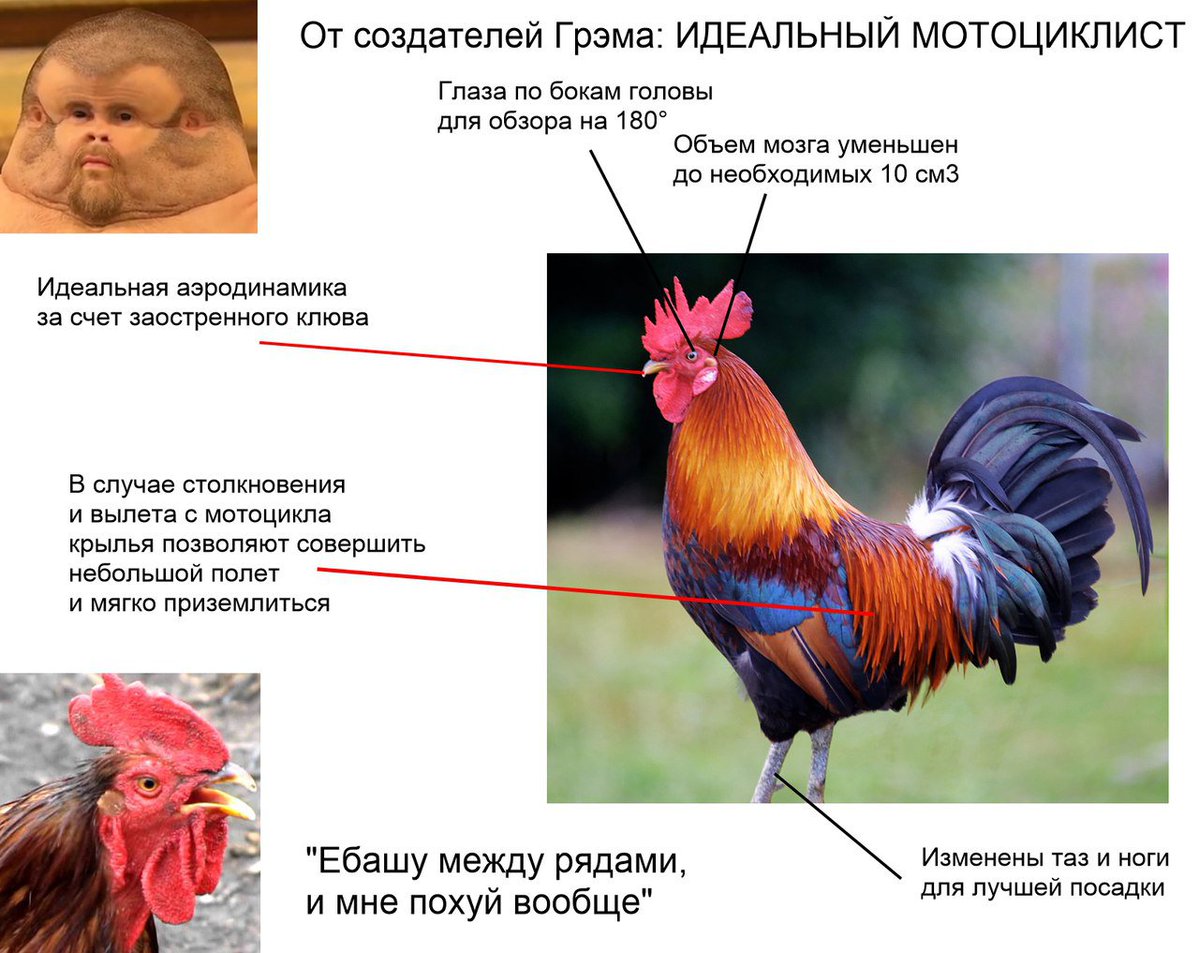 1199x953, 162 Kb / грэм, петух, мотоциклист