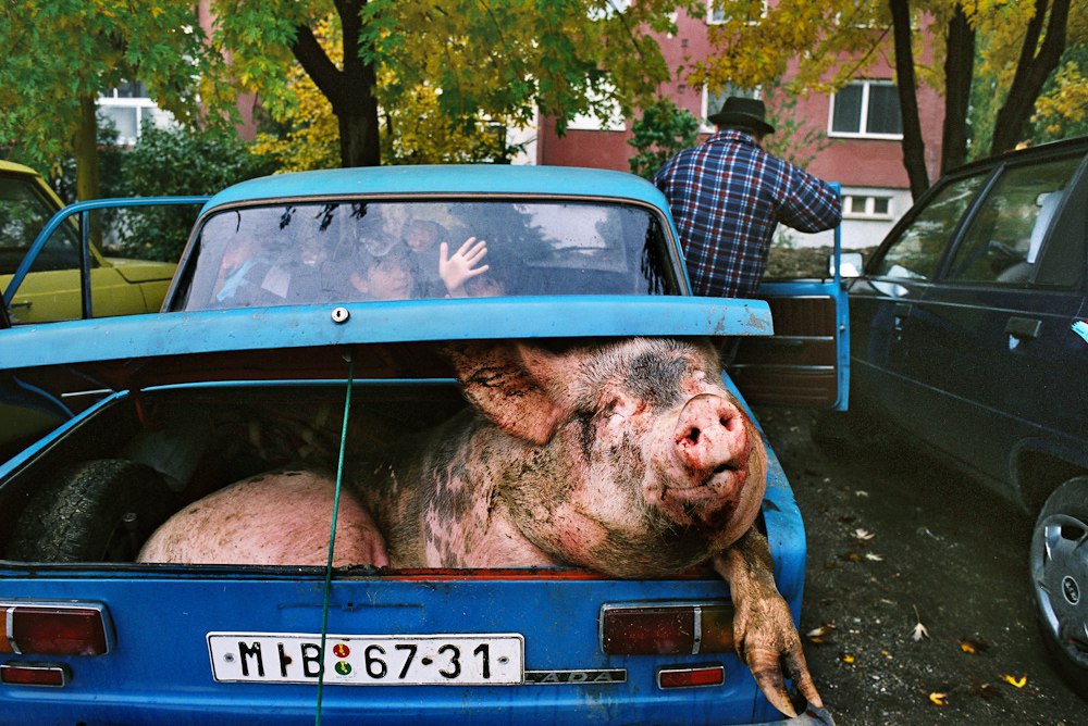 1000x668, 193 Kb / свинья, багажник, жигули