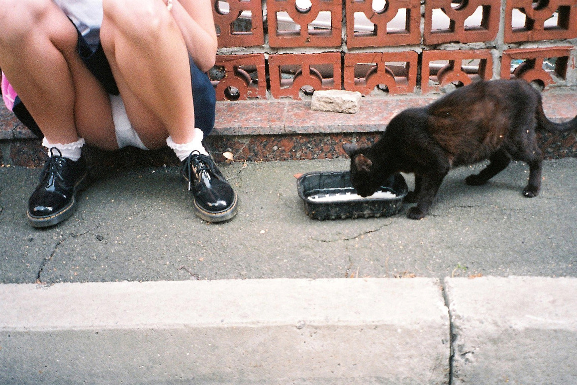 1160x774, 387 Kb / кошка, ботинки, бордюр