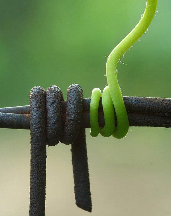 600x758, 224 Kb / проволока, росток