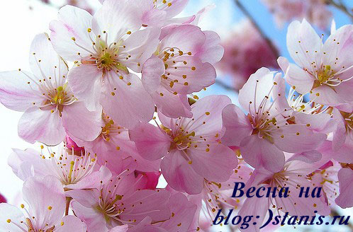 498x328, 56 Kb / весна, цветы