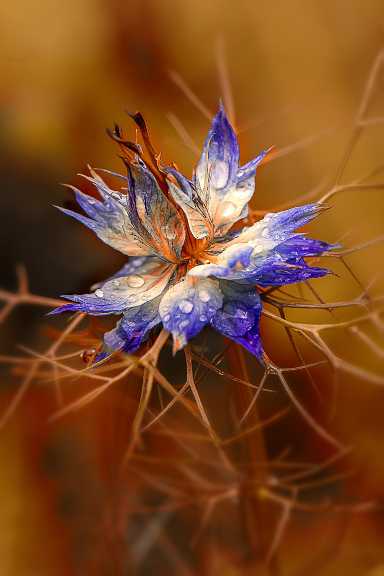 780x1170, 202 Kb / цветок, роса, капли