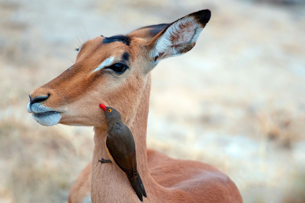 1000x666, 122 Kb / импала, птица, симбиоз