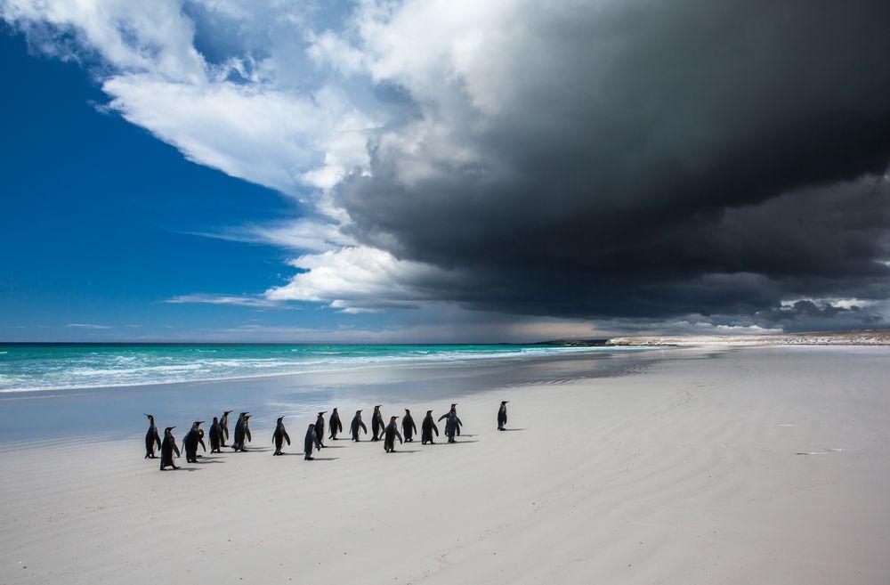 1000x657, 50 Kb / пингвины, туча, пляж