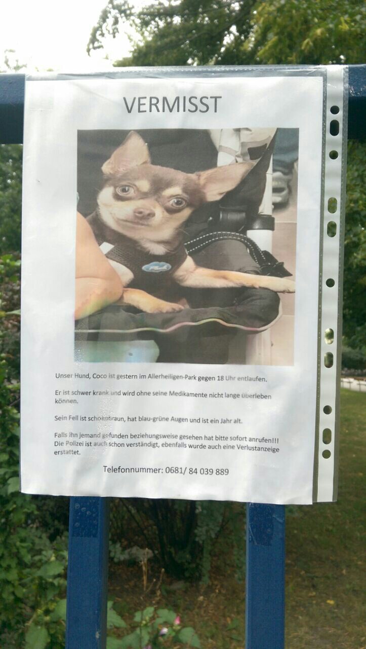 723x1280, 226 Kb / Объявление, собака, косая