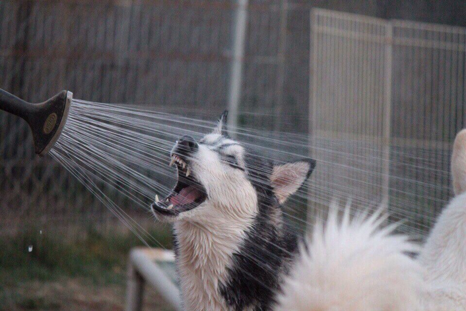 960x640, 134 Kb / собака, душ