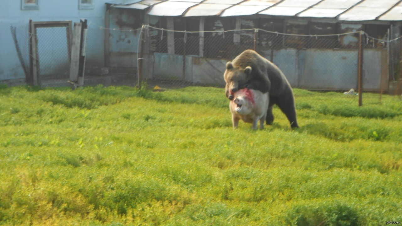 1280x720, 171 Kb / медведь, свинья