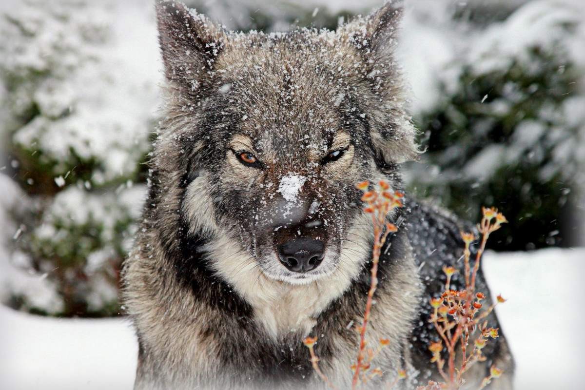 1200x800, 222 Kb / волк, снег, собака