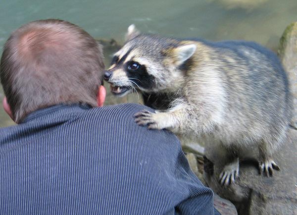 600x434, 62 Kb / барсук, шепот, спина, енот