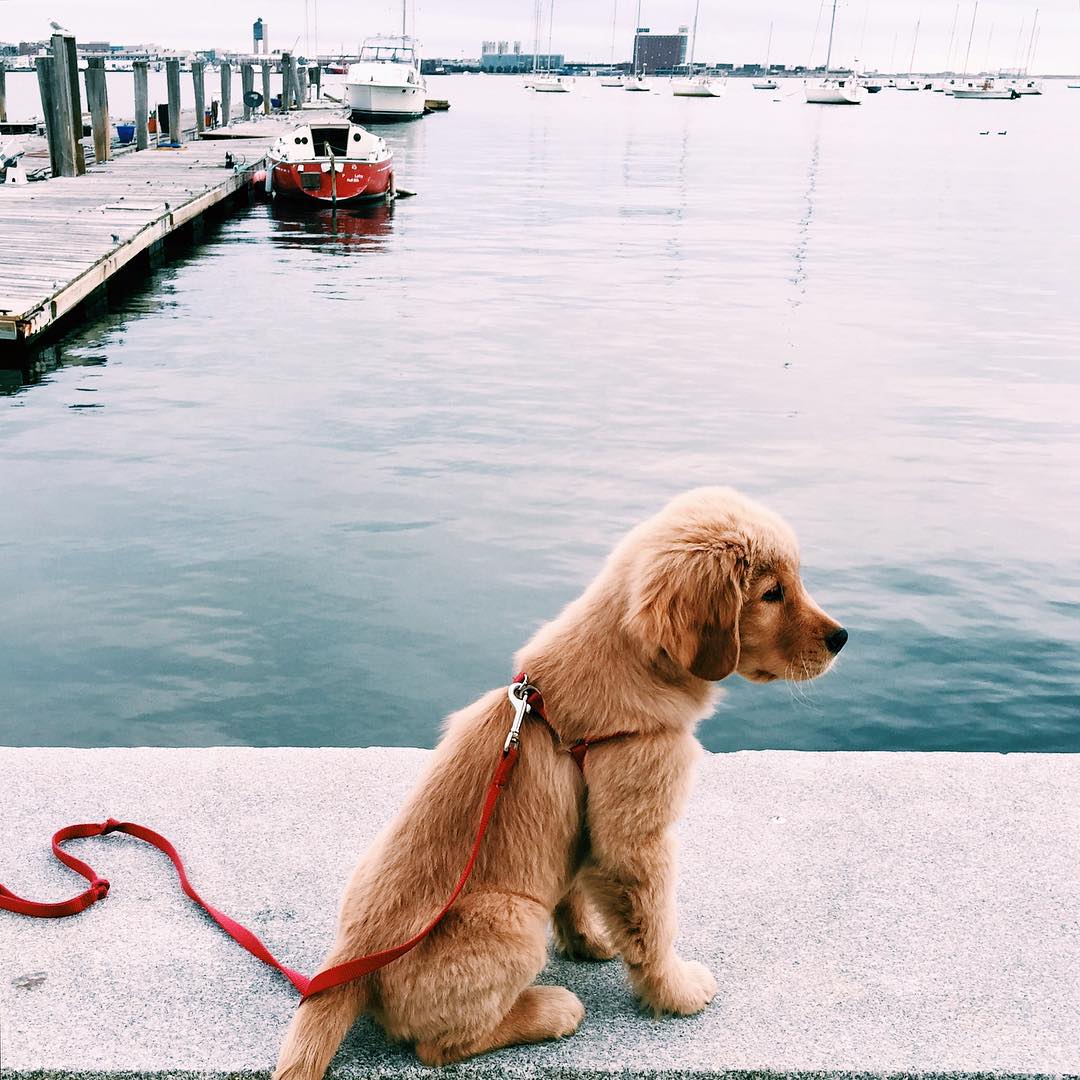 1080x1080, 158 Kb / щенок, поводок, катер, яхта, пристань