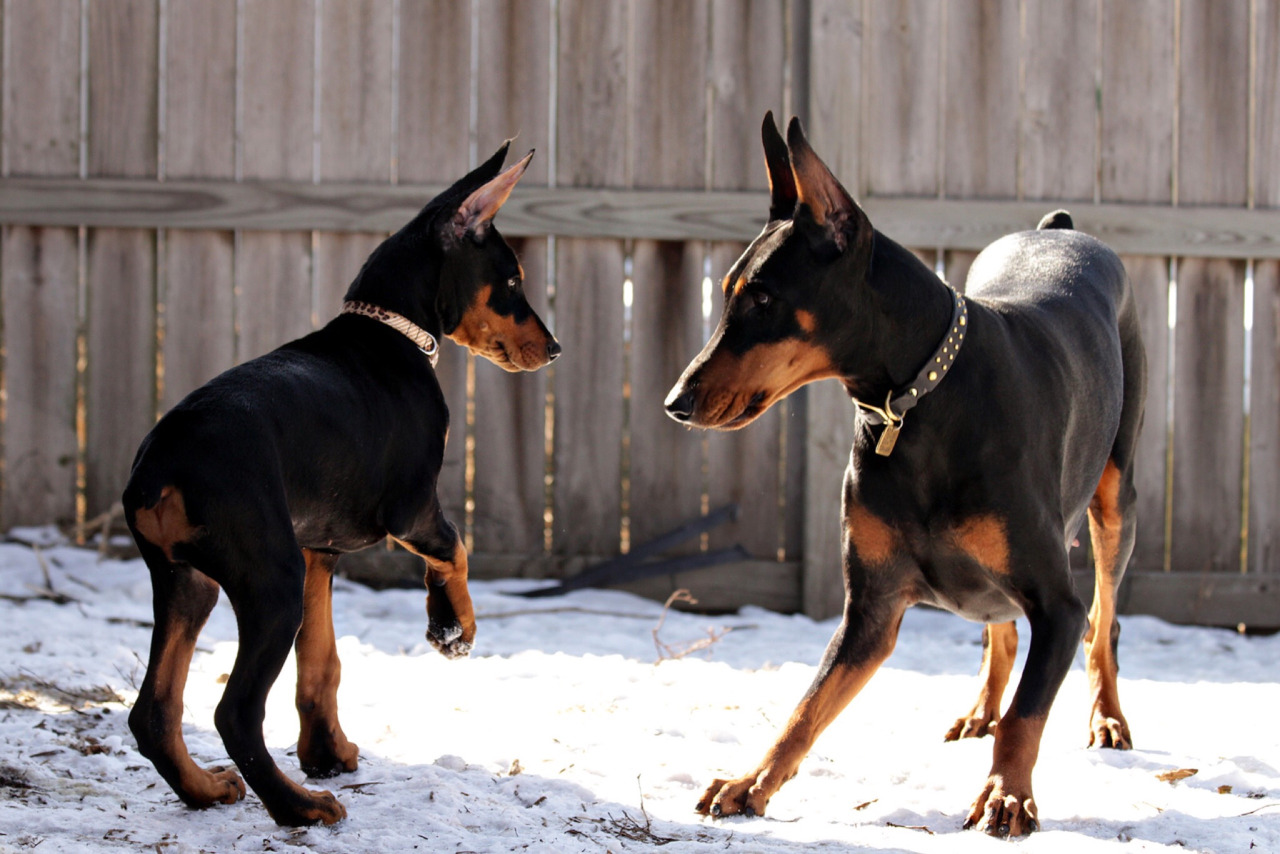 1280x854, 276 Kb / доберманы, собаки