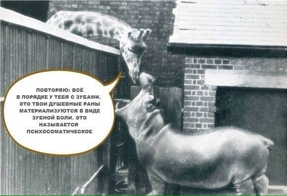 582x397, 51 Kb / бегемот, жираф, зубы, психосоматическое