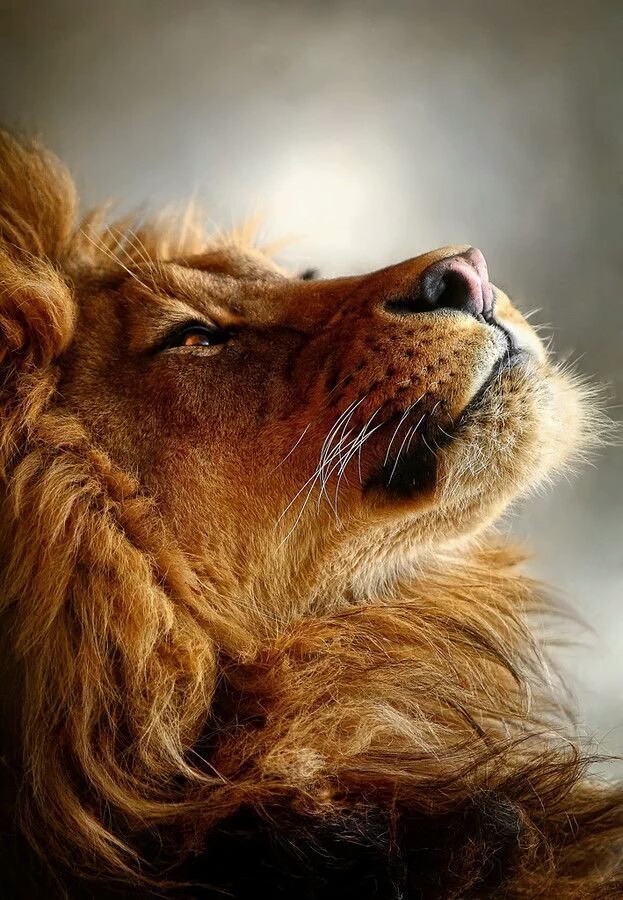 623x900, 226 Kb / лев