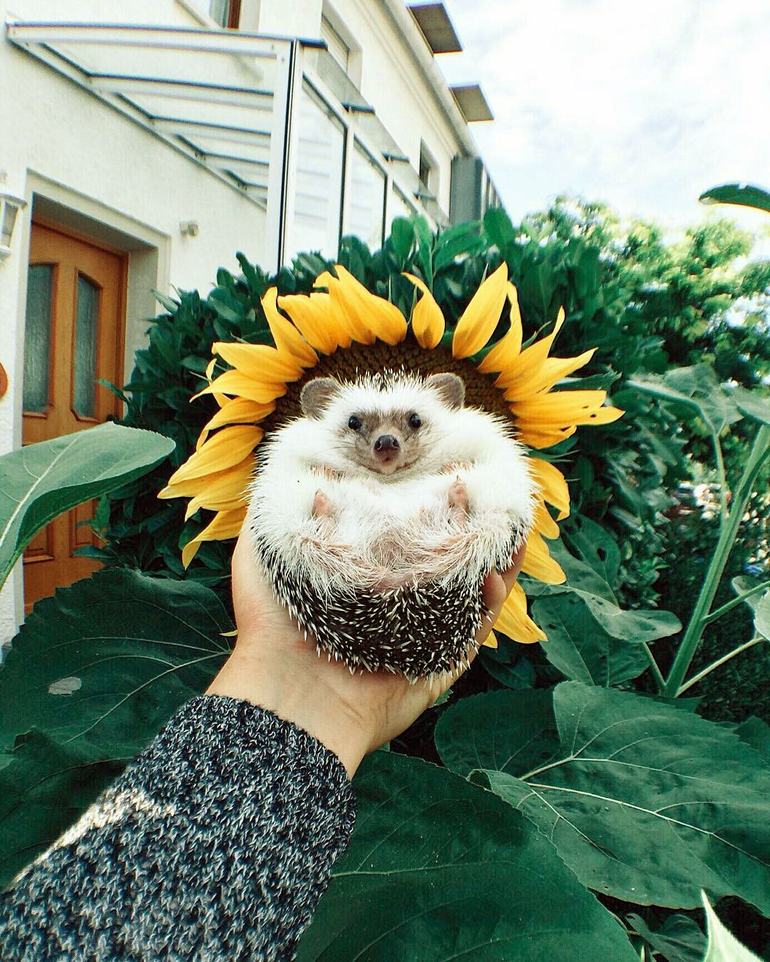 1080x1349, 352 Kb / рука, ёжик, подсолнух