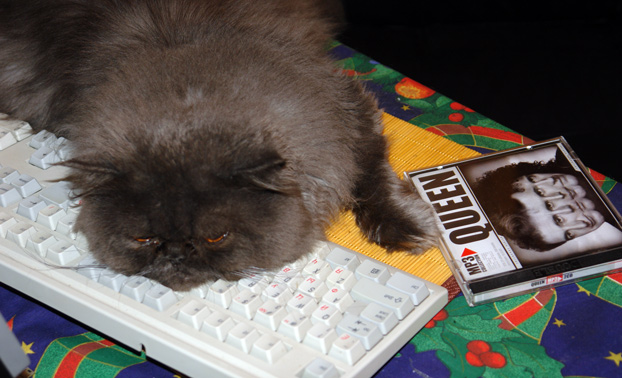 622x378, 106 Kb / кот, Queen, музыка, фанат