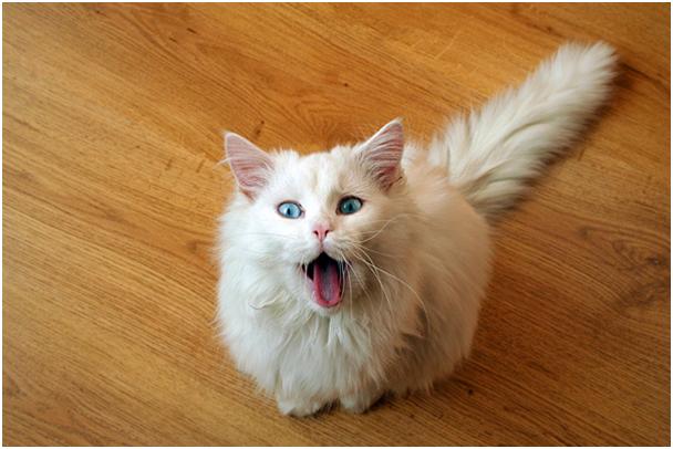 608x406, 38 Kb / кот, белый