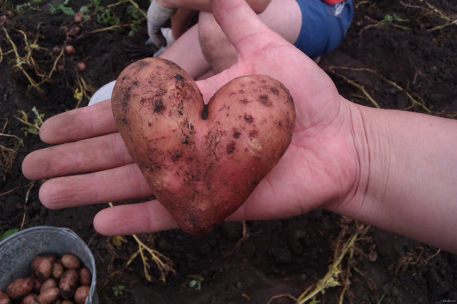 1600x1066, 332 Kb / картошка, сердце