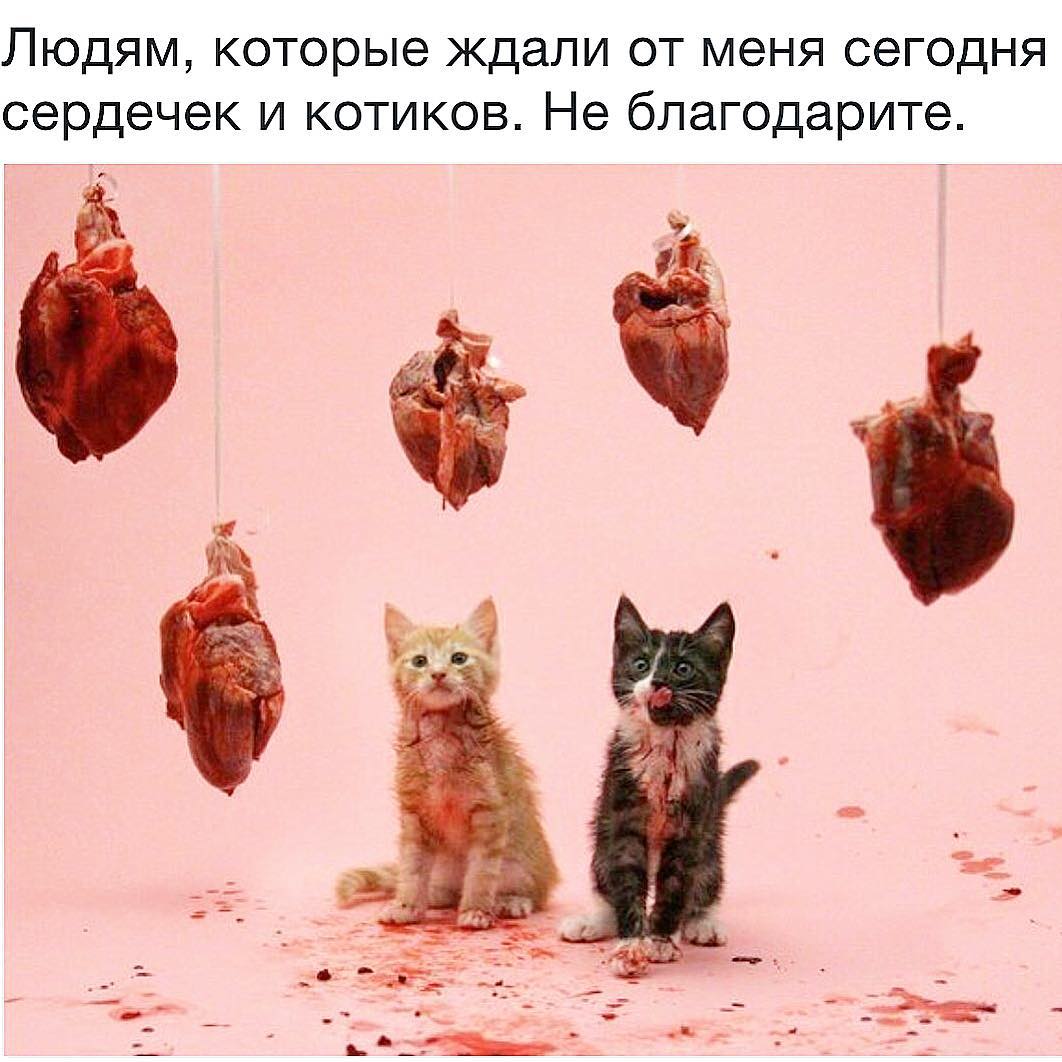 1062x1062, 107 Kb / сердечки, котики