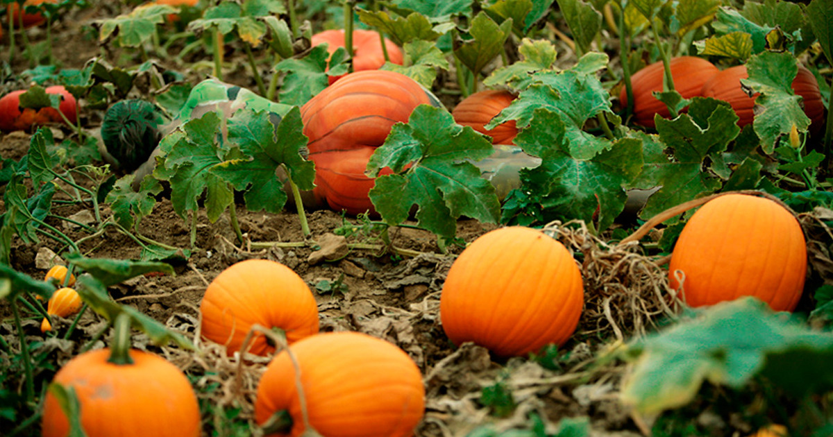 1200x630, 305 Kb / тыквы, маскировка, попа