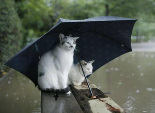 600x440, 21 Kb / кошки, зонт, дождь
