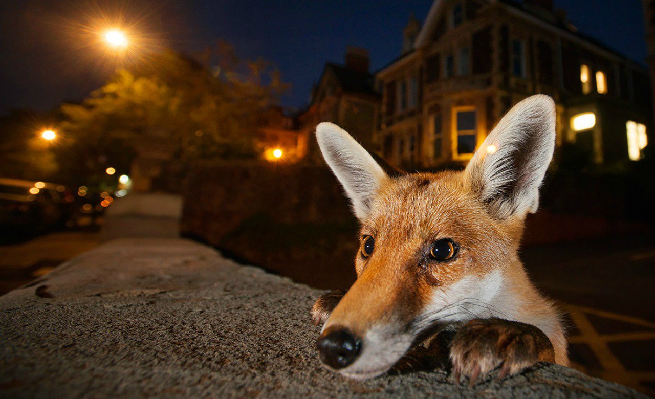 1280x780, 163 Kb / лис, ночь