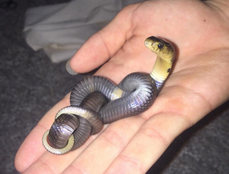 900x683, 89 Kb / змея, ладонь