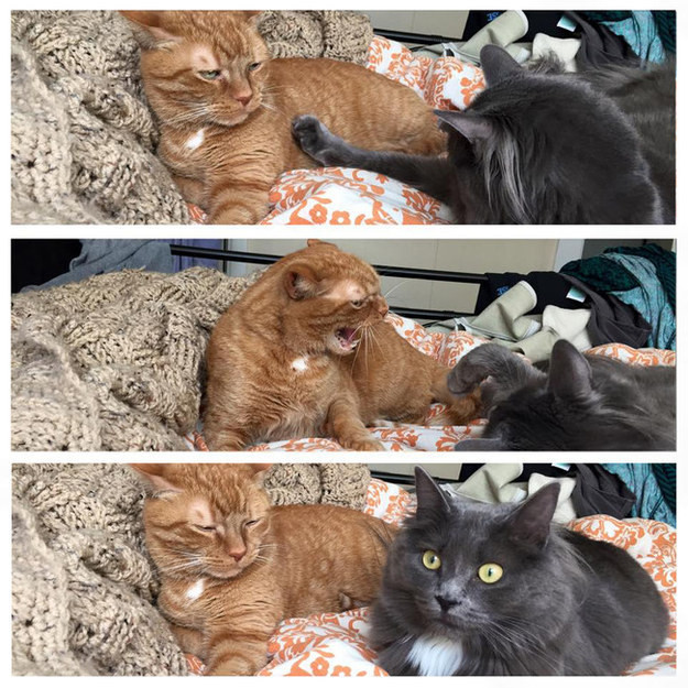 625x625, 151 Kb / Коты, агрессия